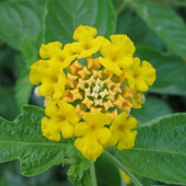 黃花馬纓丹
