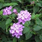 紫花馬纓丹