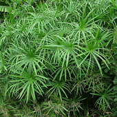旱傘草