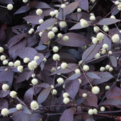 紅籠草
