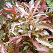 紅綠草