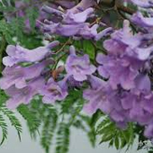 藍花楹