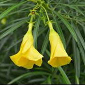 黃花夾竹桃