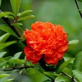 重瓣紅花石榴