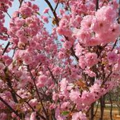 櫻花