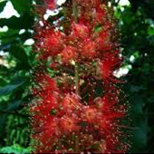 紅花玉蕊
