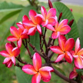 紅花雞蛋花