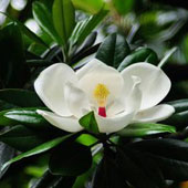 荷花玉蘭