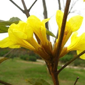 黃花風鈴木