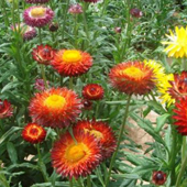 麥杆菊
