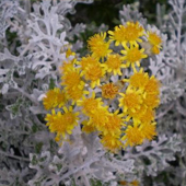 銀葉菊