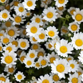 雛菊