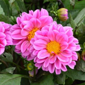 小麗花