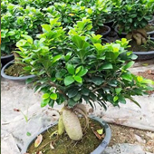 小葉榕