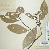 多脈榕