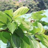 紅果對葉榕