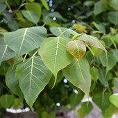 菩提樹